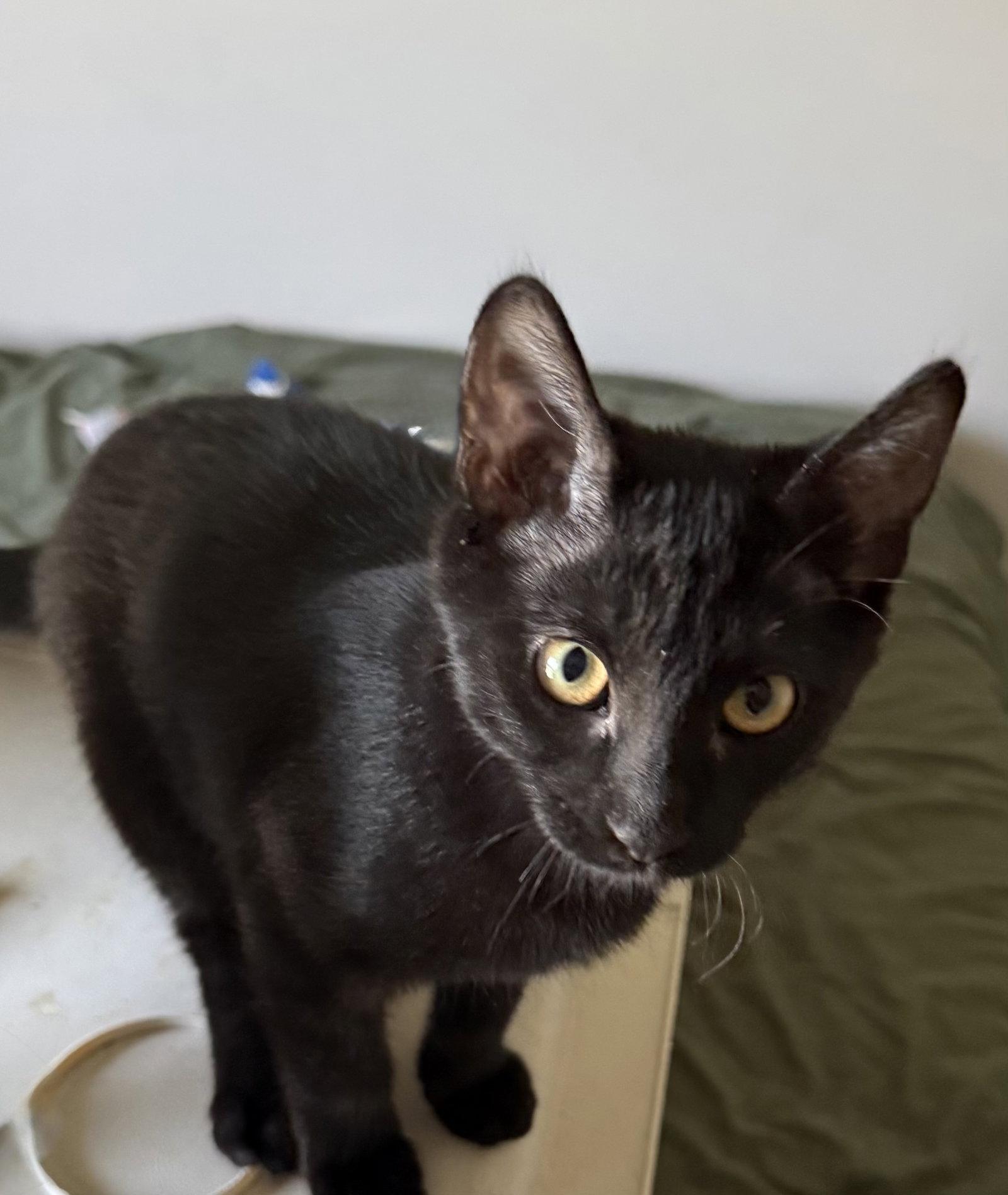 Enlarge Kranberry, a Adoptable Domestic Short Hair in Island Lake, IL image 3/3