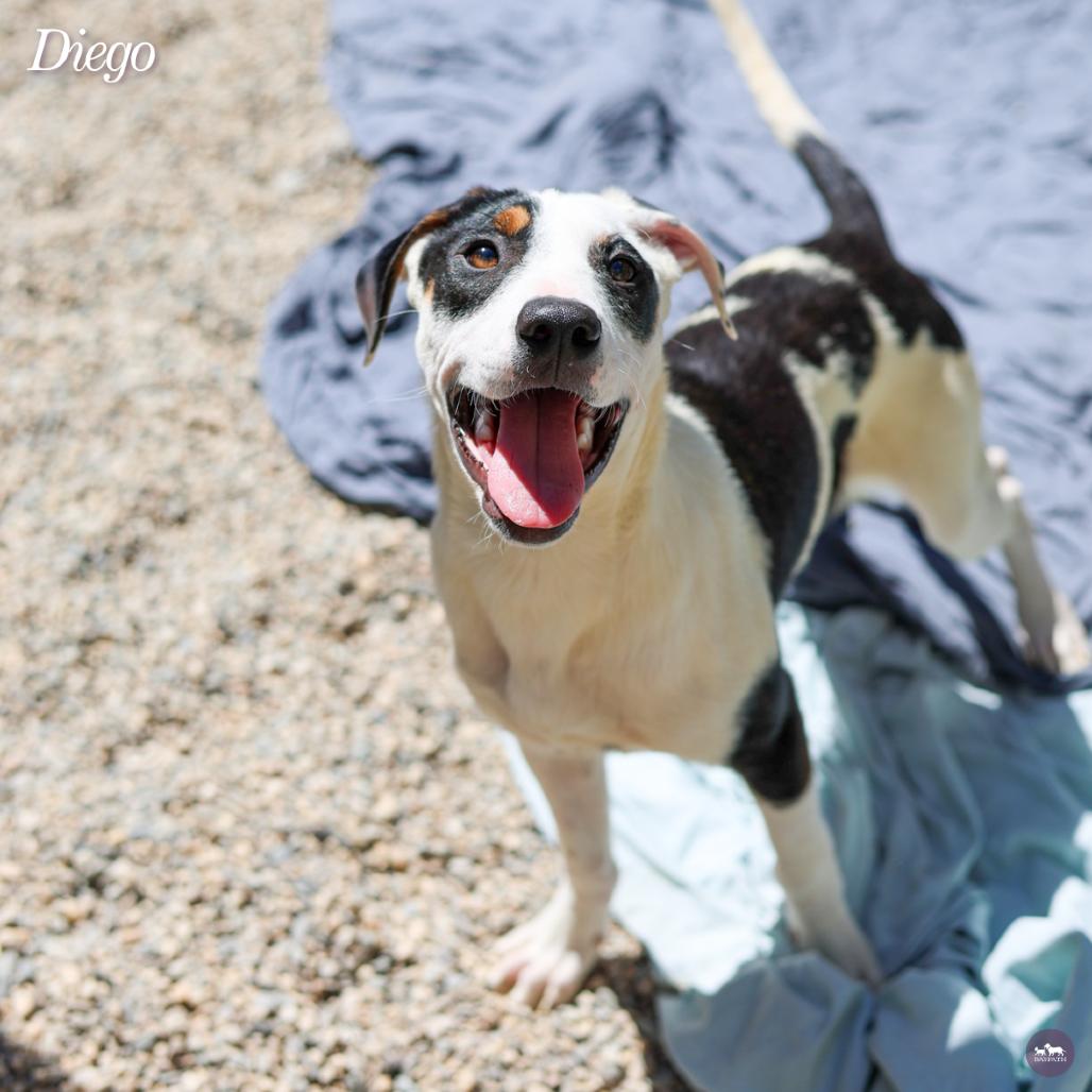 Enlarge Diego, a Adoptable mixed breed in Hopkinton, MA image 1/6
