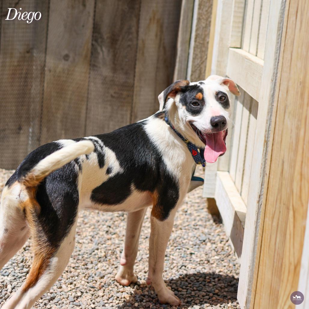 Enlarge Diego, a Adoptable mixed breed in Hopkinton, MA image 2/6