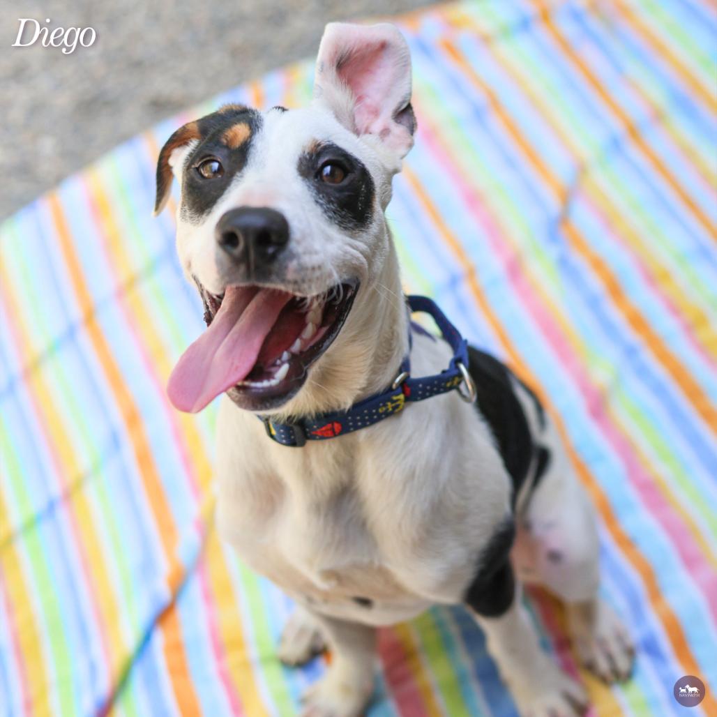 Enlarge Diego, a Adoptable mixed breed in Hopkinton, MA image 3/6