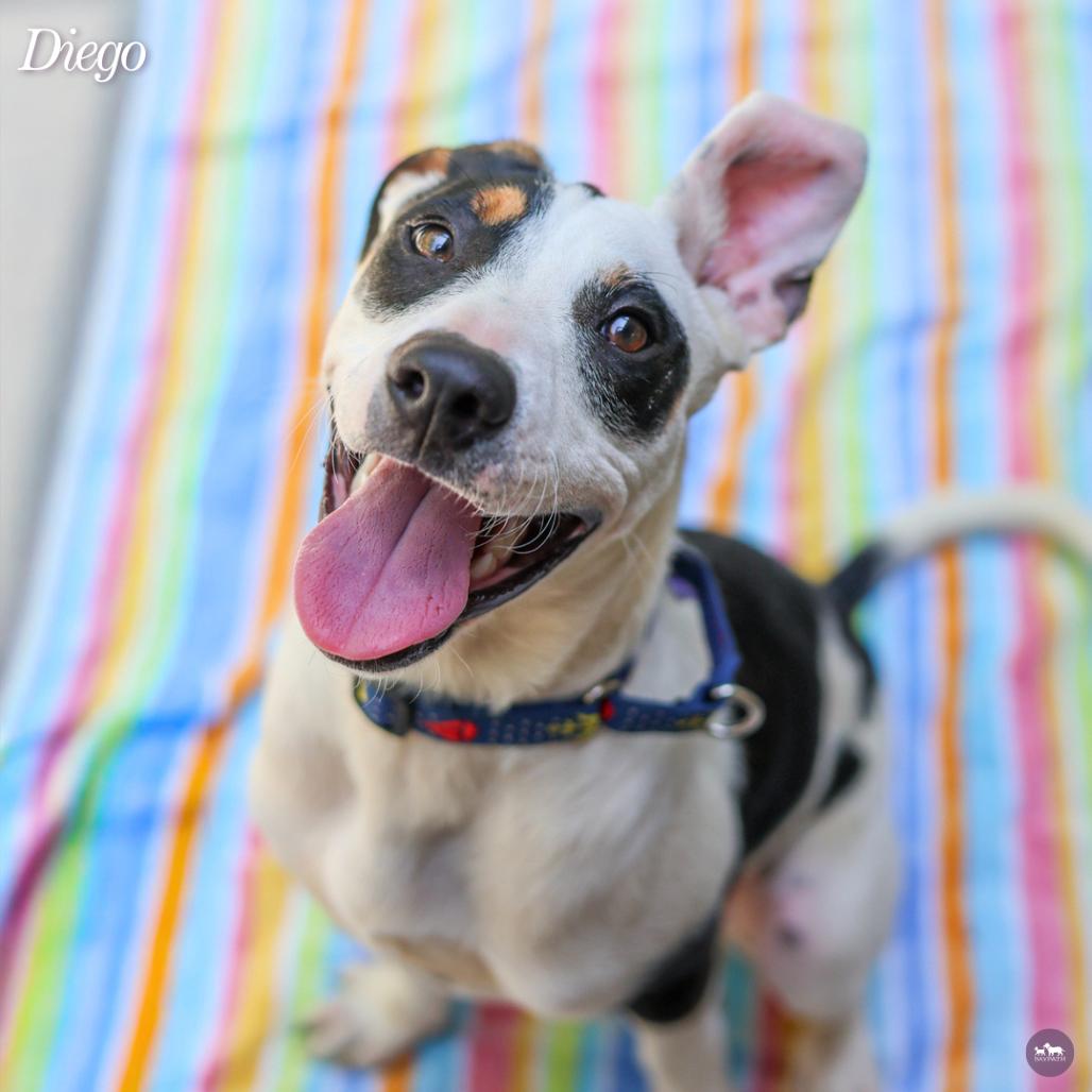 Enlarge Diego, a Adoptable mixed breed in Hopkinton, MA image 4/6