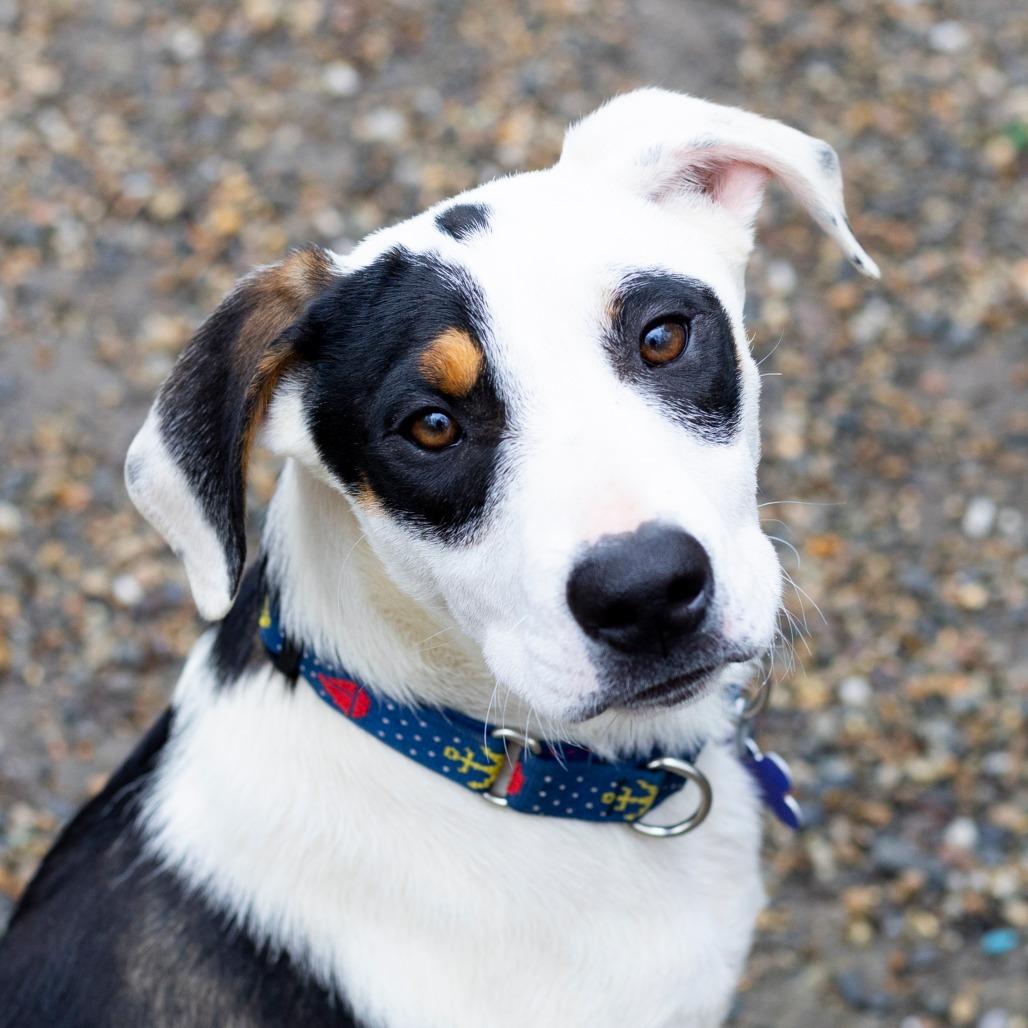 Enlarge Diego, a Adoptable mixed breed in Hopkinton, MA image 5/6