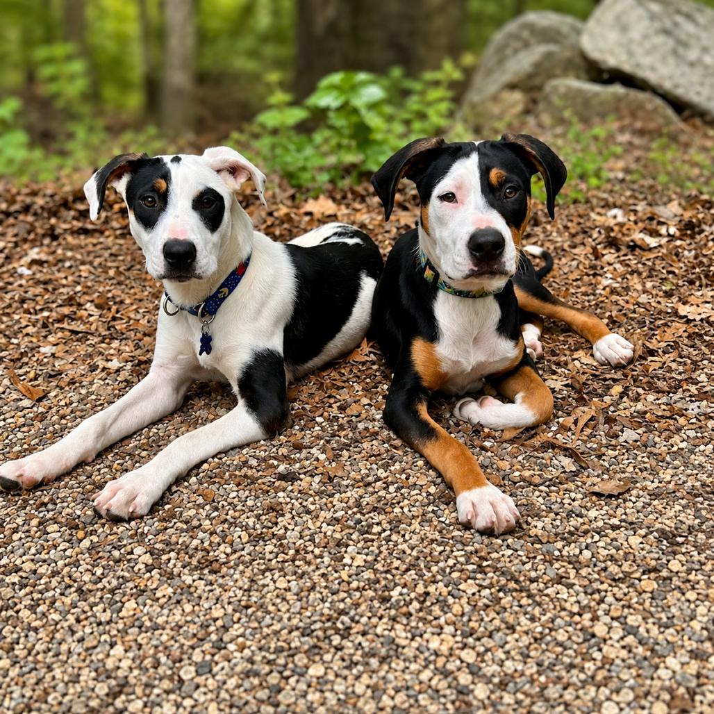 Enlarge Diego, a Adoptable mixed breed in Hopkinton, MA image 6/6