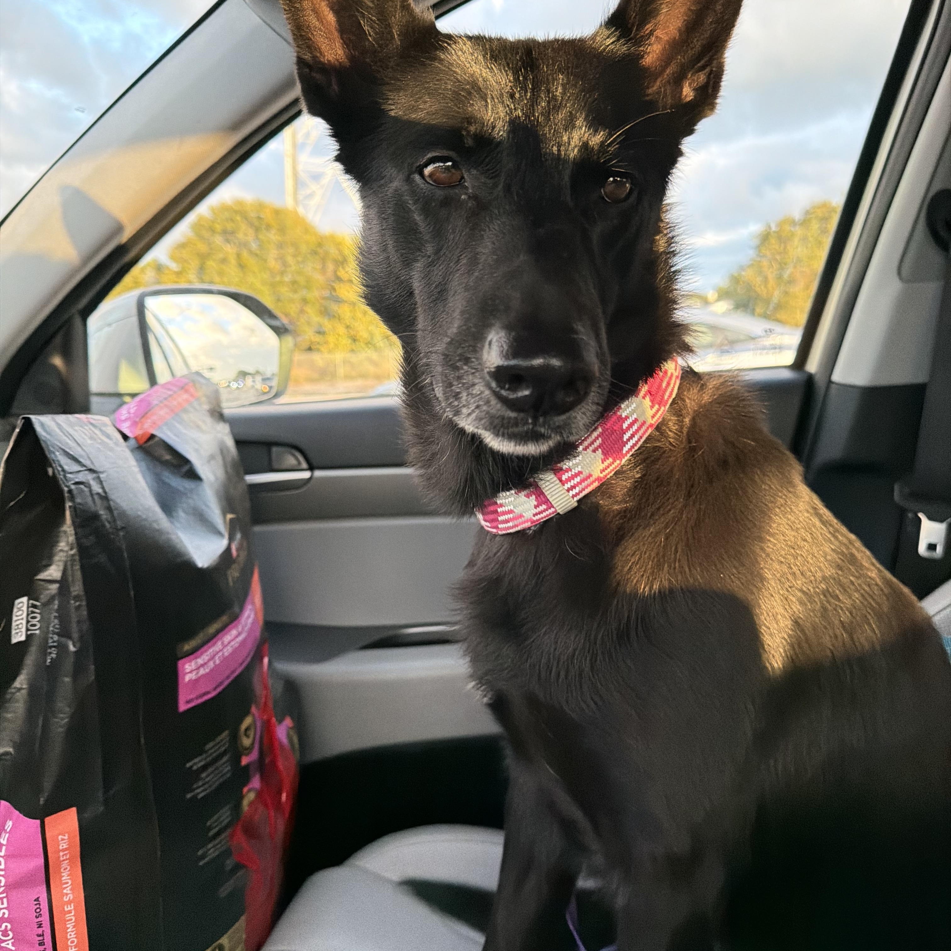 River, a ADOPTABLE mixed breed in cape coral, FL image 2/6