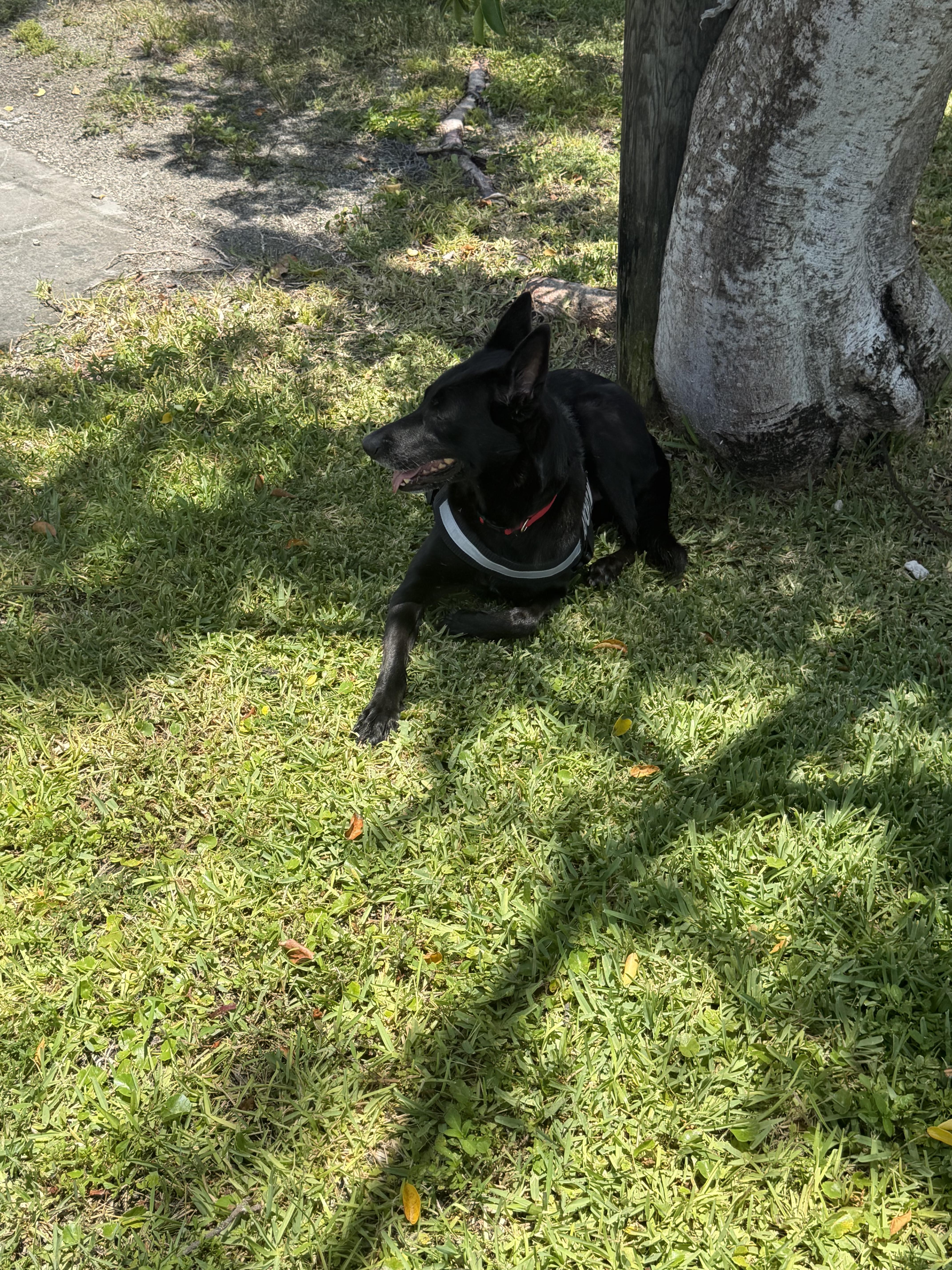 Enlarge River, a Adoptable Belgian Shepherd / Malinois in Tamp, FL image 5/6