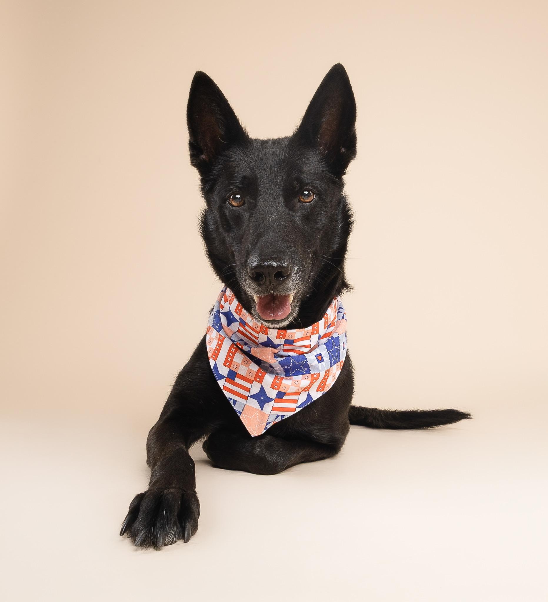 River, a ADOPTABLE Belgian Shepherd / Malinois in fort lauderdale, FL image 2/6