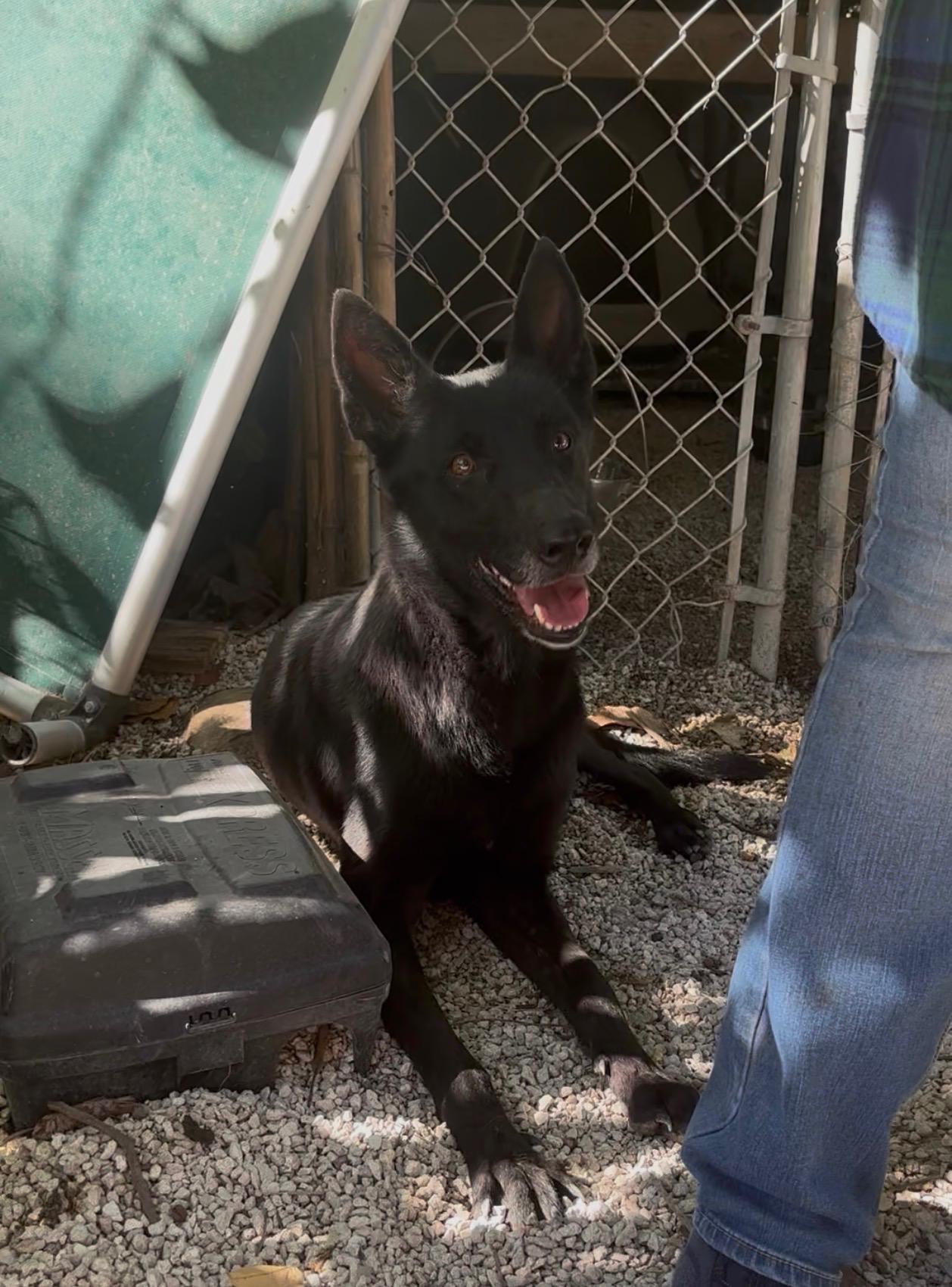 Bri, ADOPTABLE, Young Female Belgian Shepherd / Malinois.