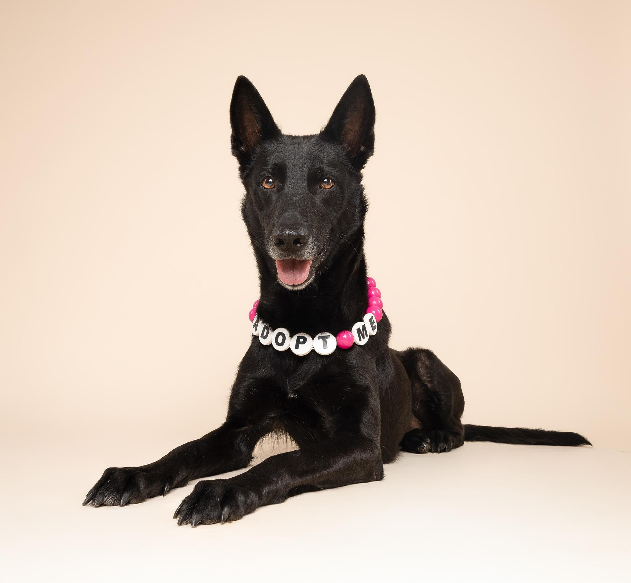 River, a ADOPTABLE Belgian Shepherd / Malinois in fort lauderdale, FL image 3/6