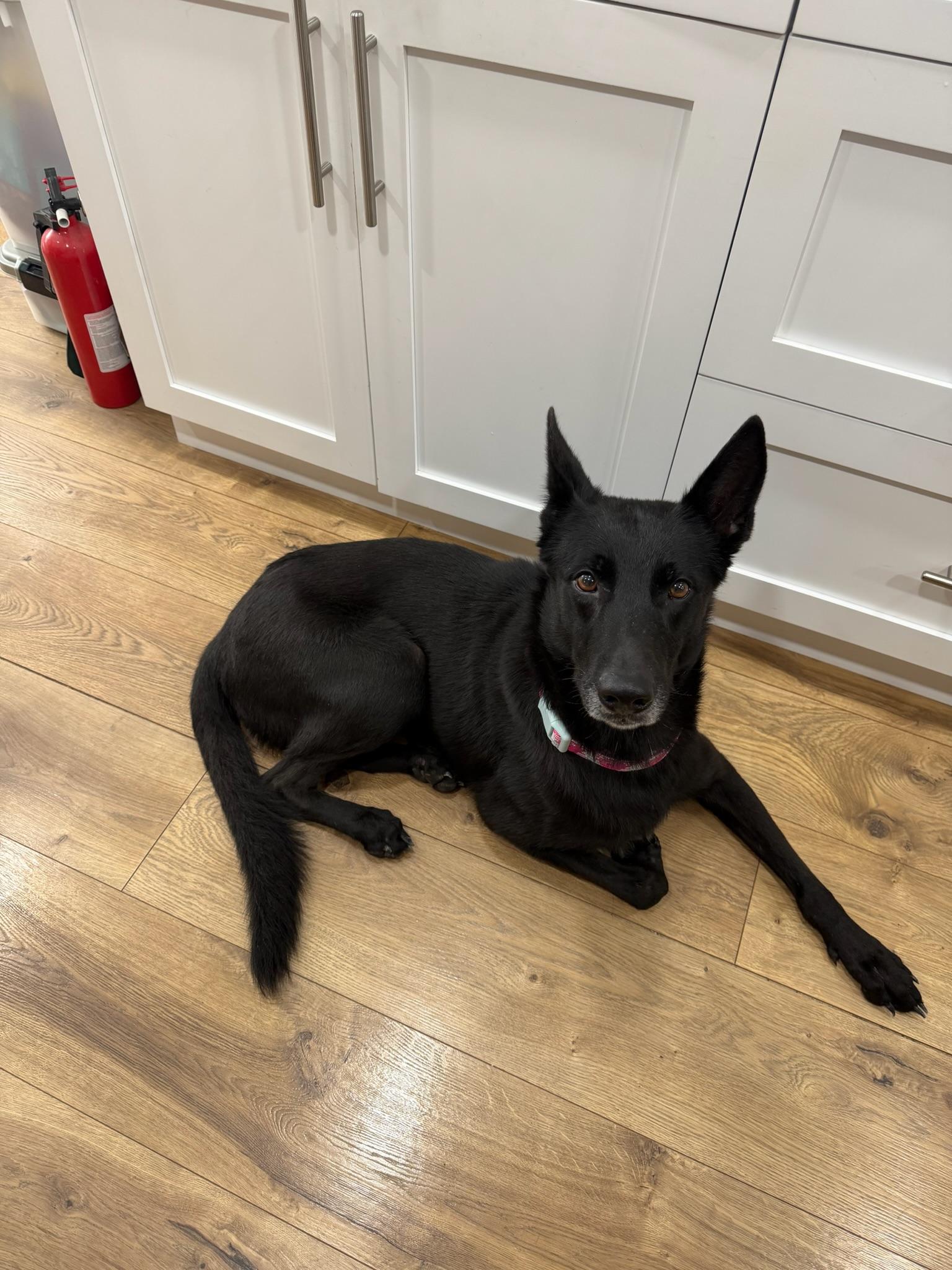 River, ADOPTABLE, Young Female Belgian Shepherd / Malinois.