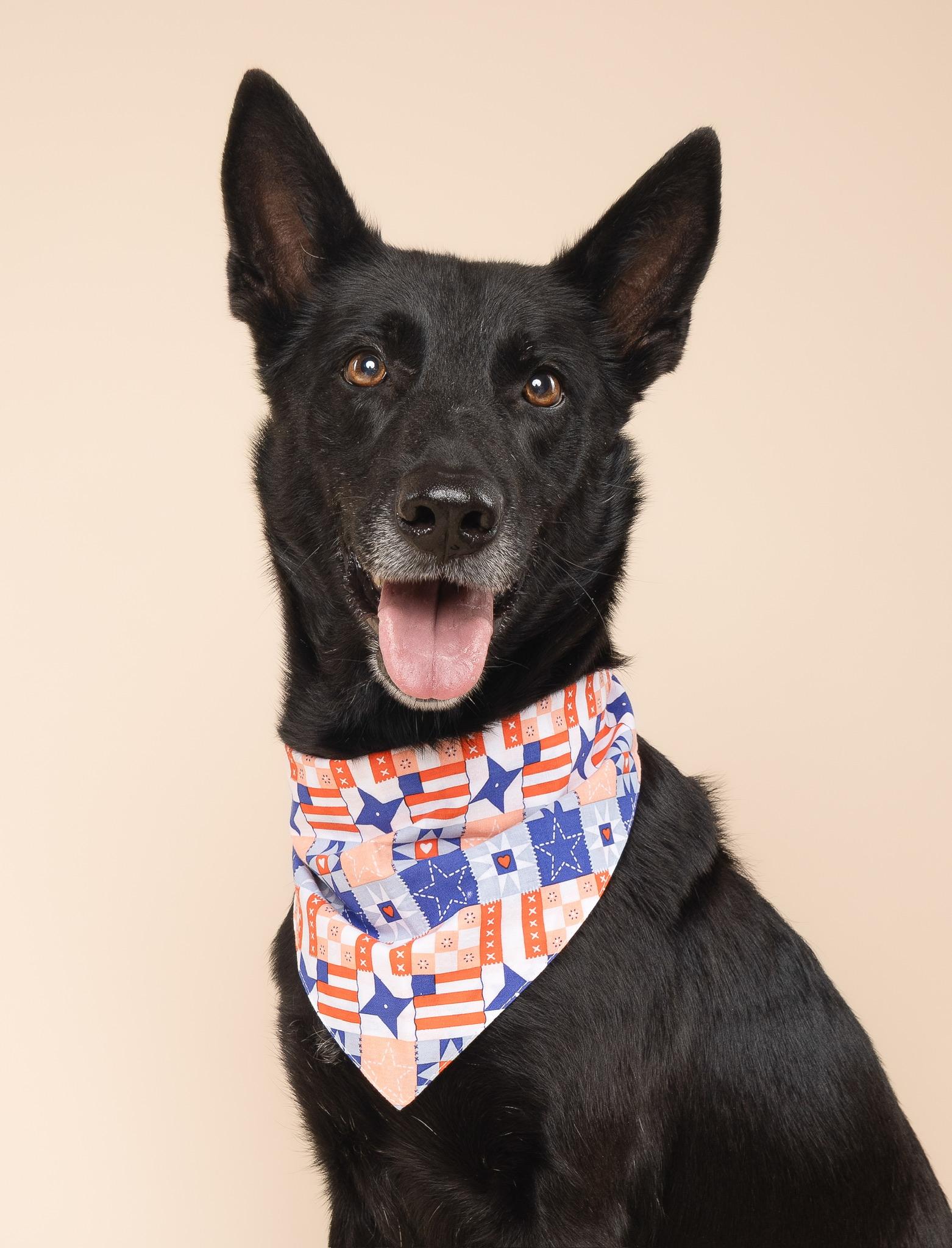 River, a ADOPTABLE Belgian Shepherd / Malinois in fort lauderdale, FL image 5/6