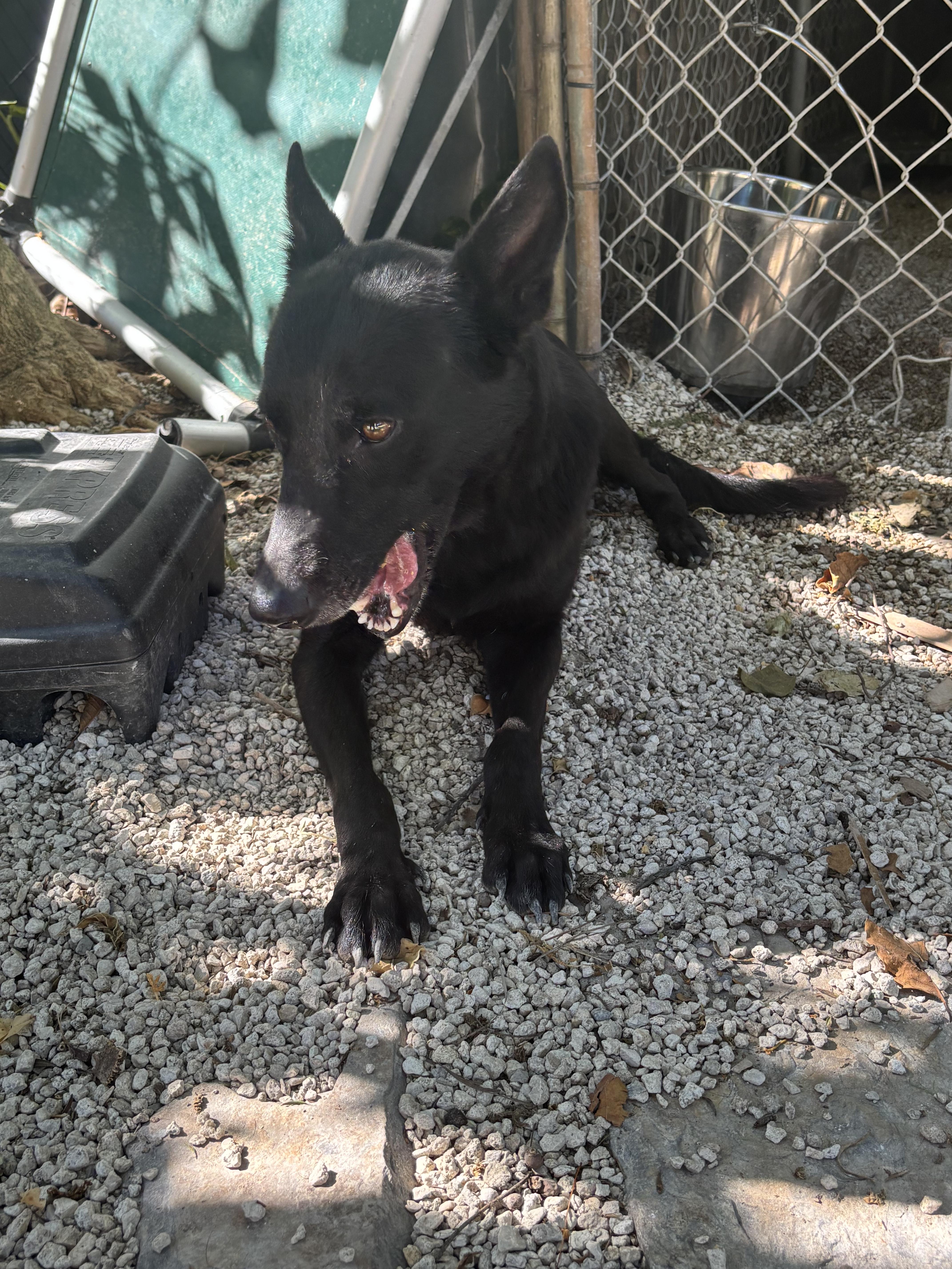 Enlarge Bri, a ADOPTABLE mixed breed in cape coral, FL image 4/4