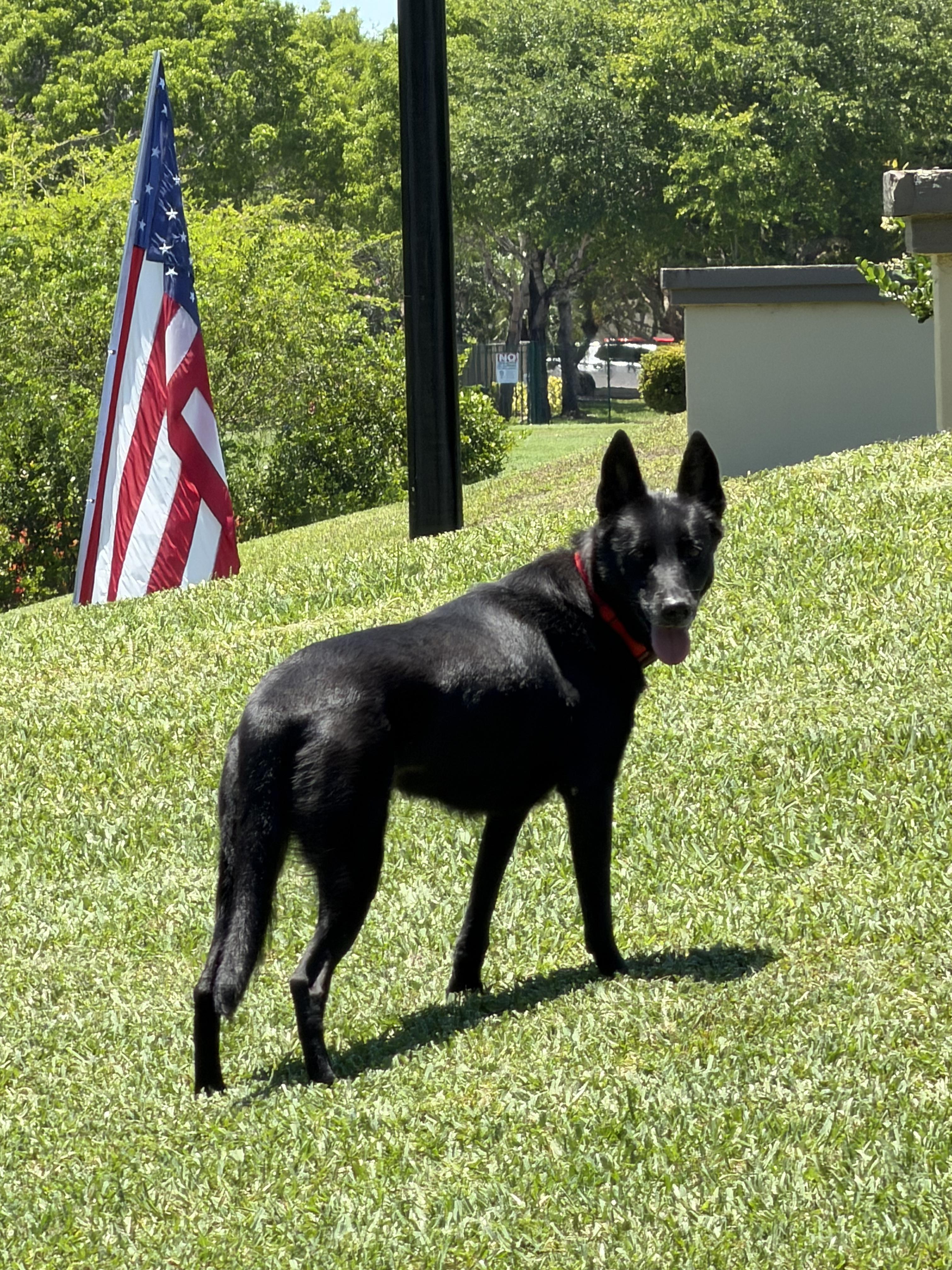 River, ADOPTABLE, Young Female Belgian Shepherd / Malinois.