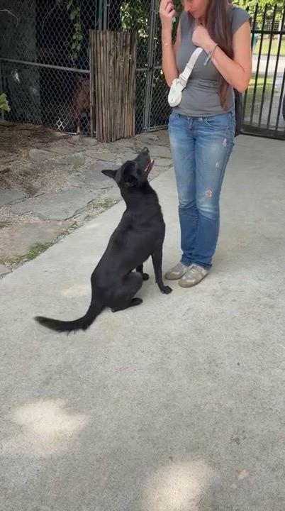 Enlarge Bri, a ADOPTABLE mixed breed in cape coral, FL video 3/4