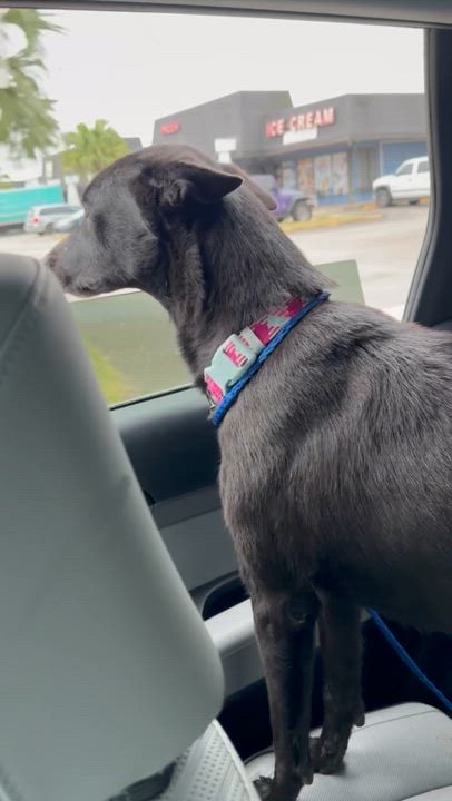 Enlarge River, a ADOPTABLE mixed breed in cape coral, FL video 5/6