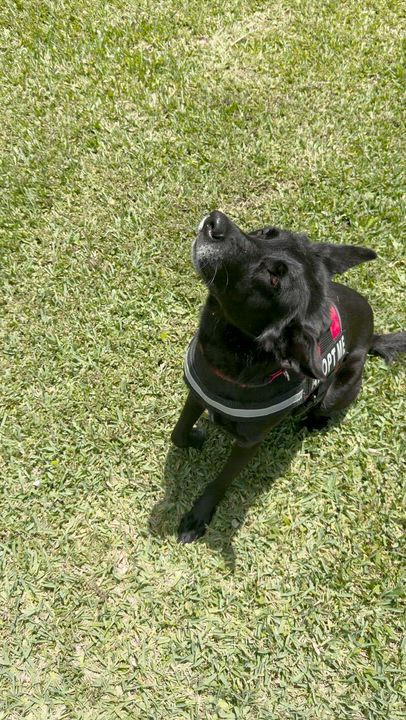 Enlarge River, a ADOPTABLE Belgian Shepherd / Malinois in fort lauderdale, FL video 4/6