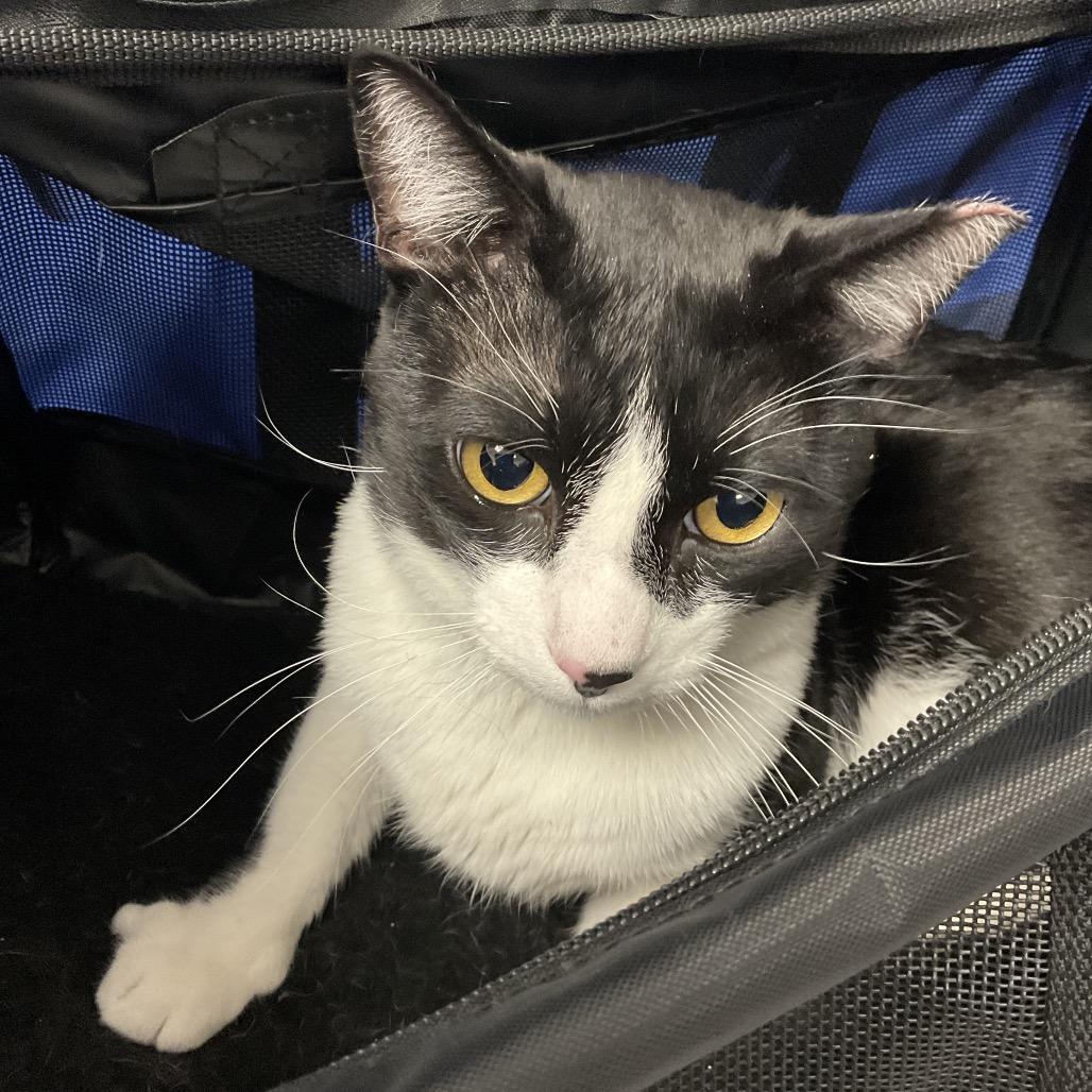 Merlin, Adoptable, Adult Male Domestic Short Hair.