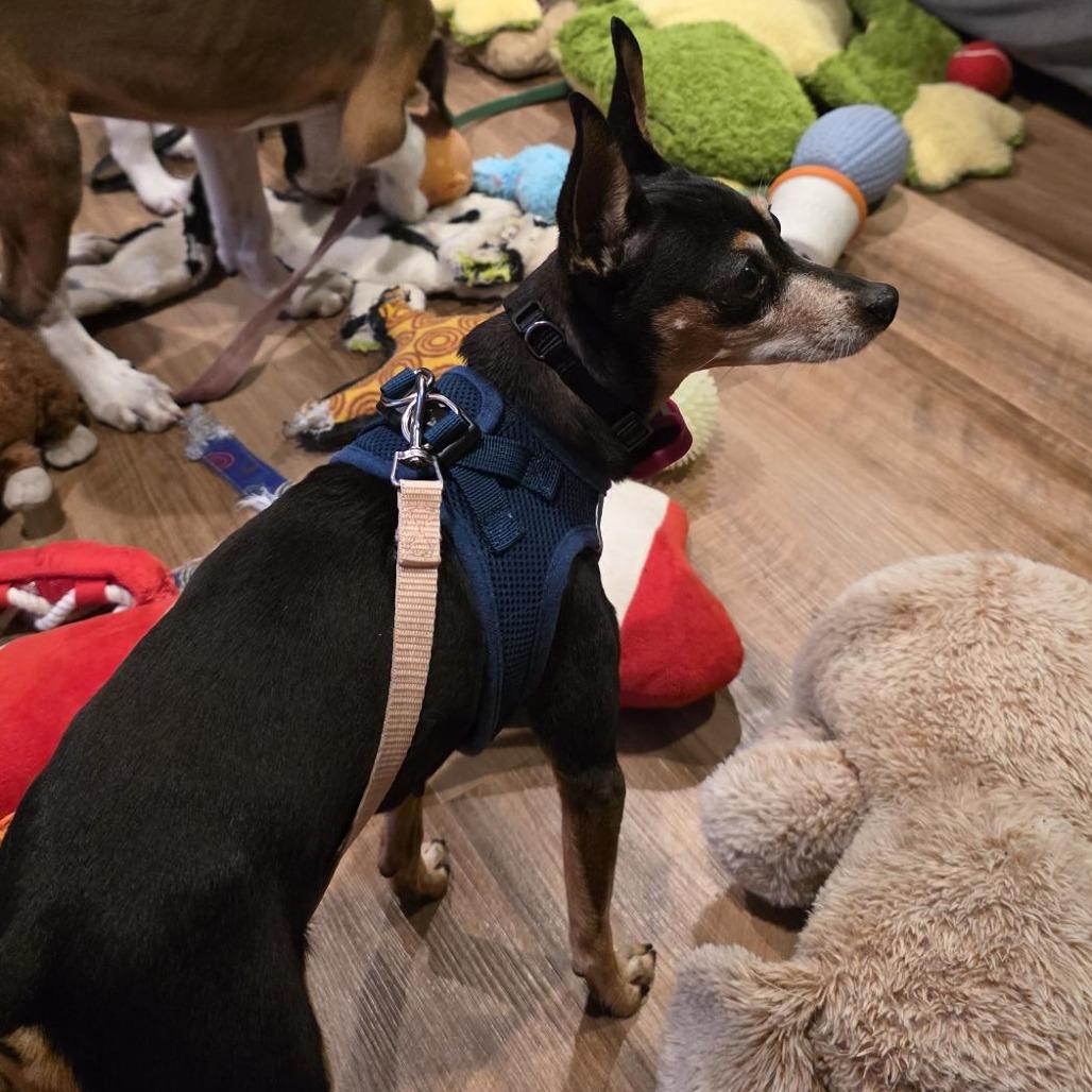 Enlarge Riley D12723, a Adoptable Miniature Pinscher in St. Cloud, MN image 3/6