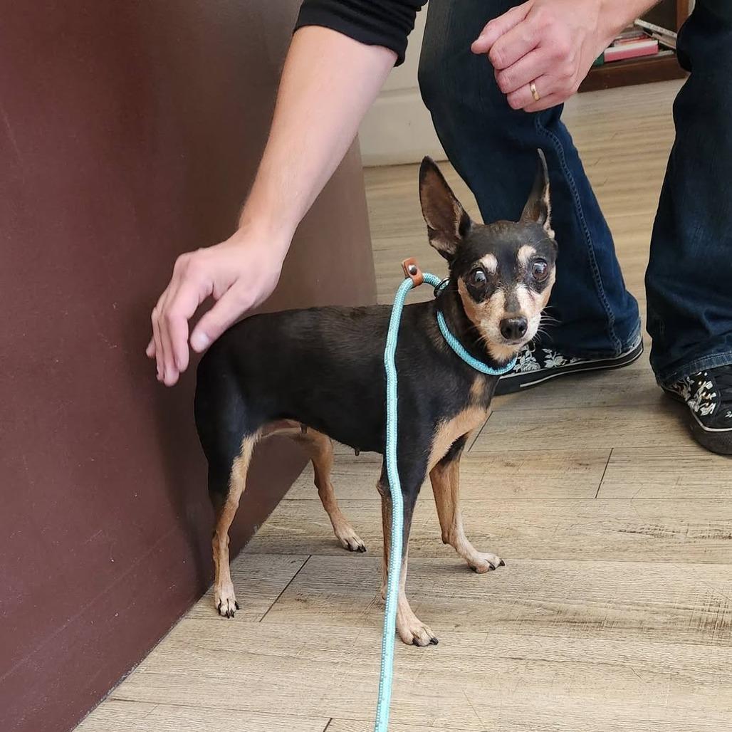 Enlarge Riley D12723, a Adoptable Miniature Pinscher in St. Cloud, MN image 4/6