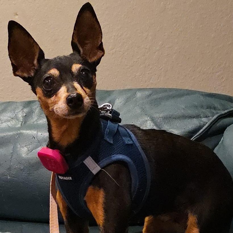 Enlarge Riley D12723, a Adoptable Miniature Pinscher in St. Cloud, MN image 1/6