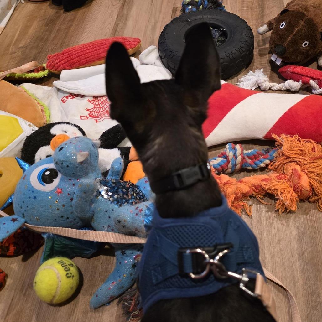 Enlarge Riley D12723, a Adoptable Miniature Pinscher in St. Cloud, MN image 5/6