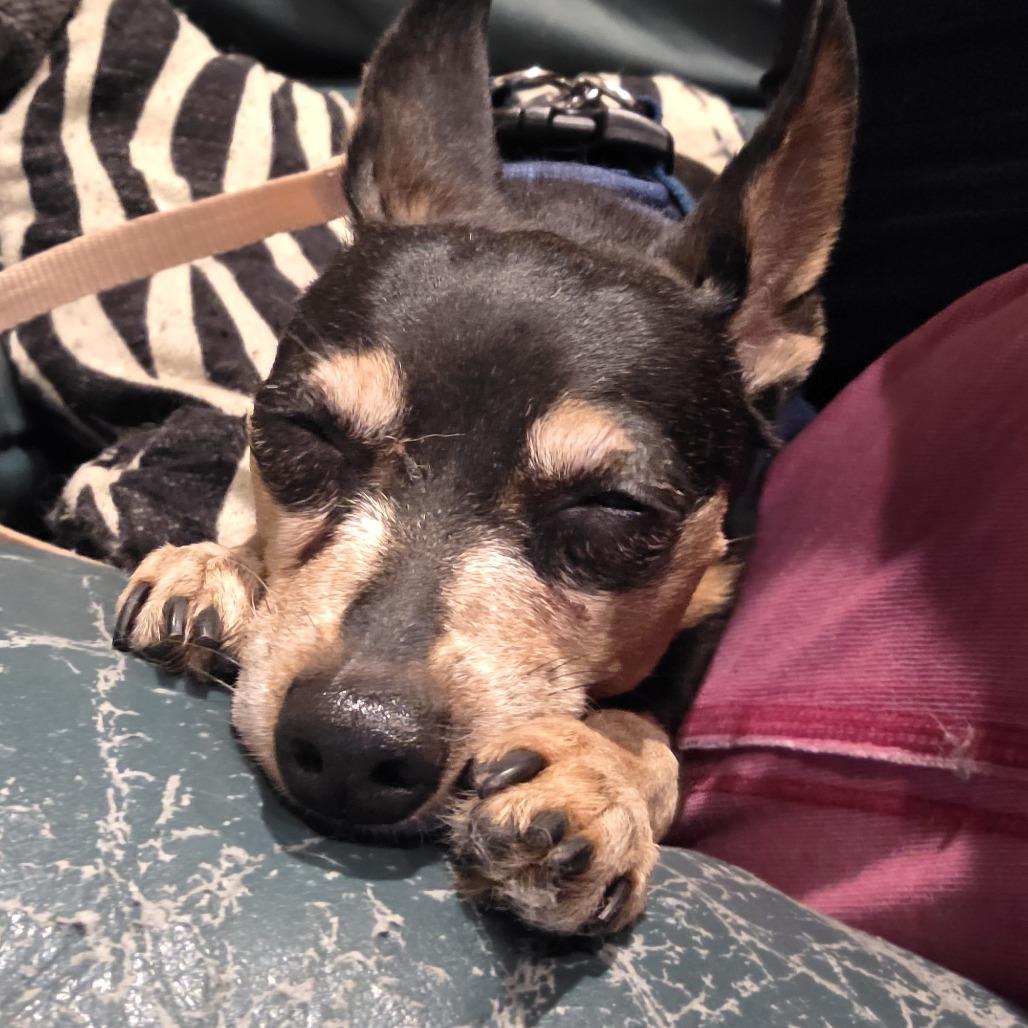 Enlarge Riley D12723, a Adoptable Miniature Pinscher in St. Cloud, MN image 2/6