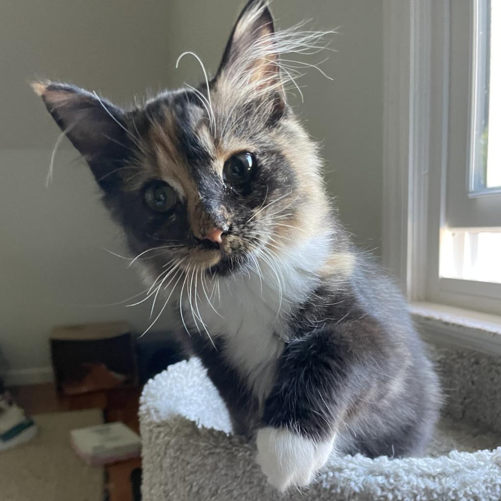 Sunkist26, Adoptable, Kitten Female Domestic Long Hair.
