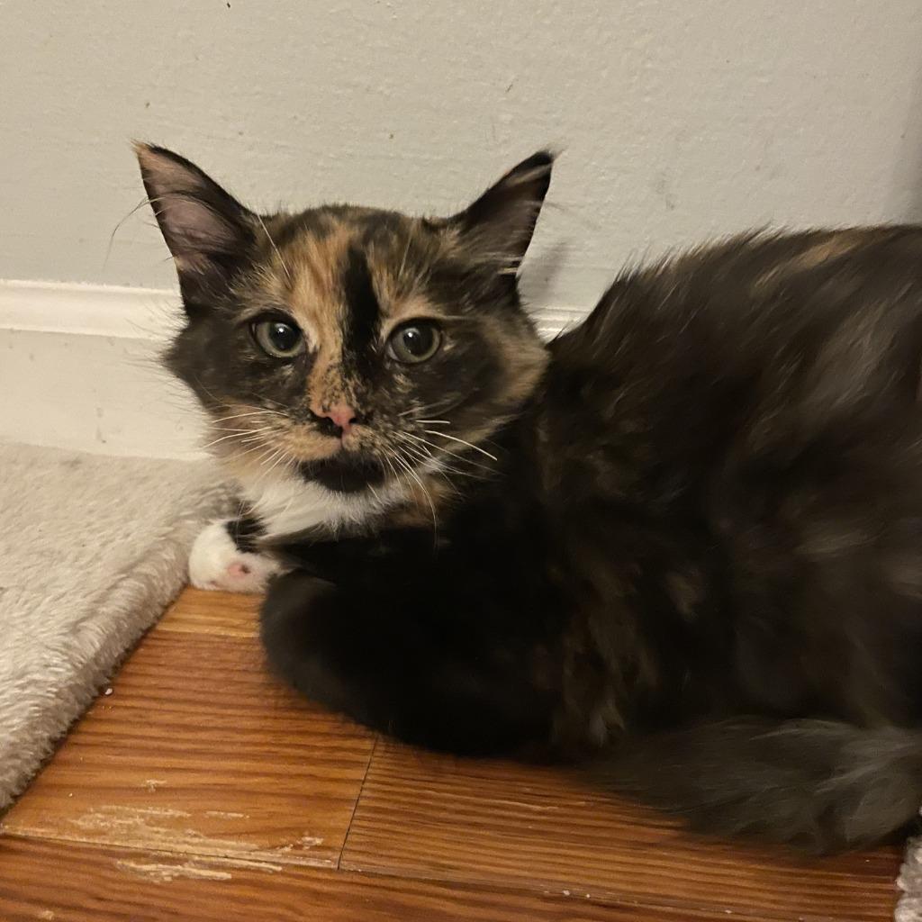 Enlarge Sunkist26, a Adoptable mixed breed in Youngsville, NC image 2/3