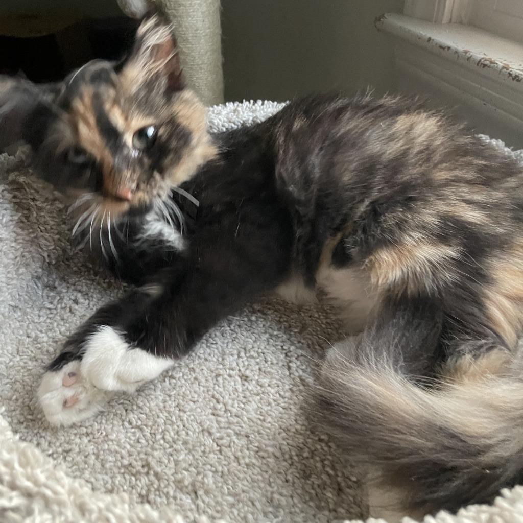 Enlarge Sunkist26, a Adoptable mixed breed in Youngsville, NC image 3/3