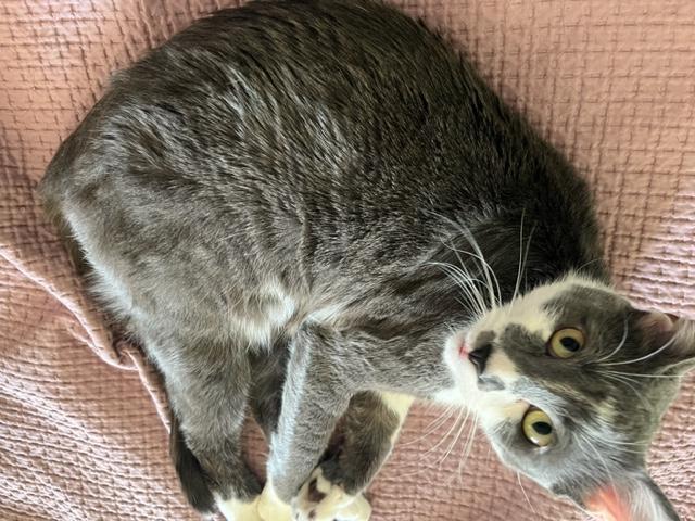 Jigsaw , a ADOPTABLE Domestic Short Hair in Eagle Point, OR image 4/6