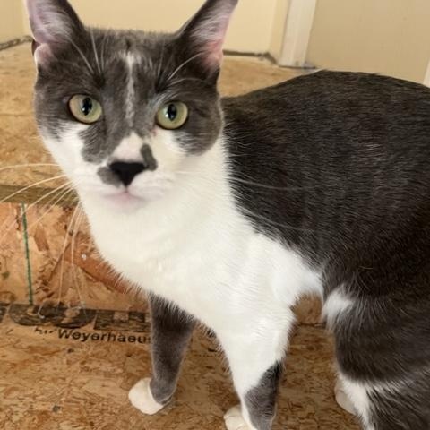 Jigsaw , a ADOPTABLE Domestic Short Hair in Eagle Point, OR image 1/6