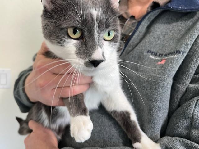 Jigsaw , a ADOPTABLE Domestic Short Hair in Eagle Point, OR image 2/6