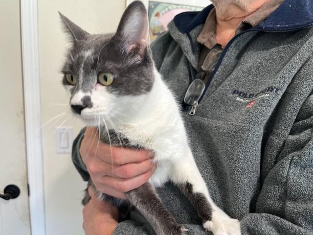 Jigsaw , a ADOPTABLE Domestic Short Hair in Eagle Point, OR image 3/6