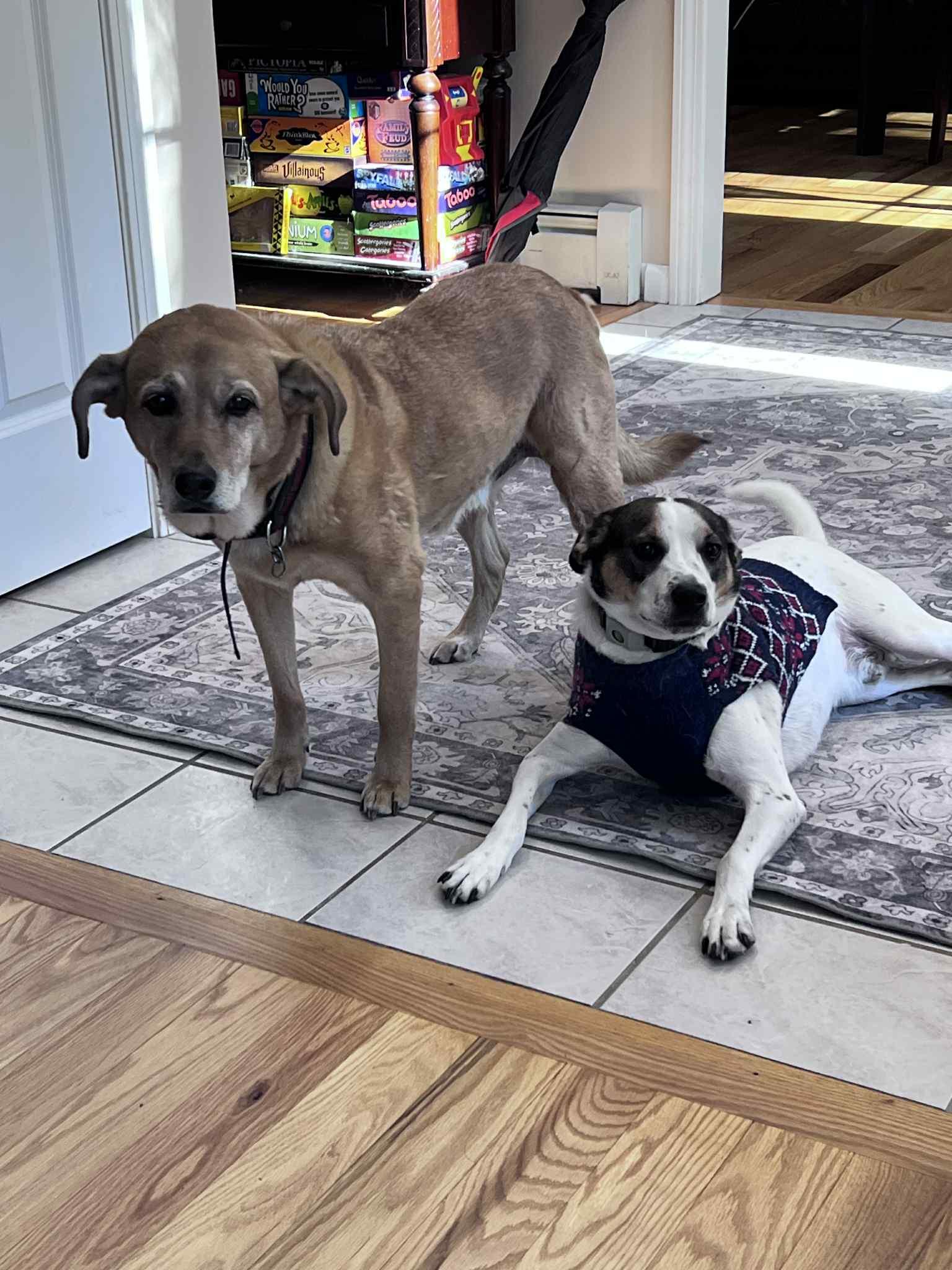 Jack, an easy pup to add to your family, Adoptable, Young Male Parson Russell Terrier & Beagle.