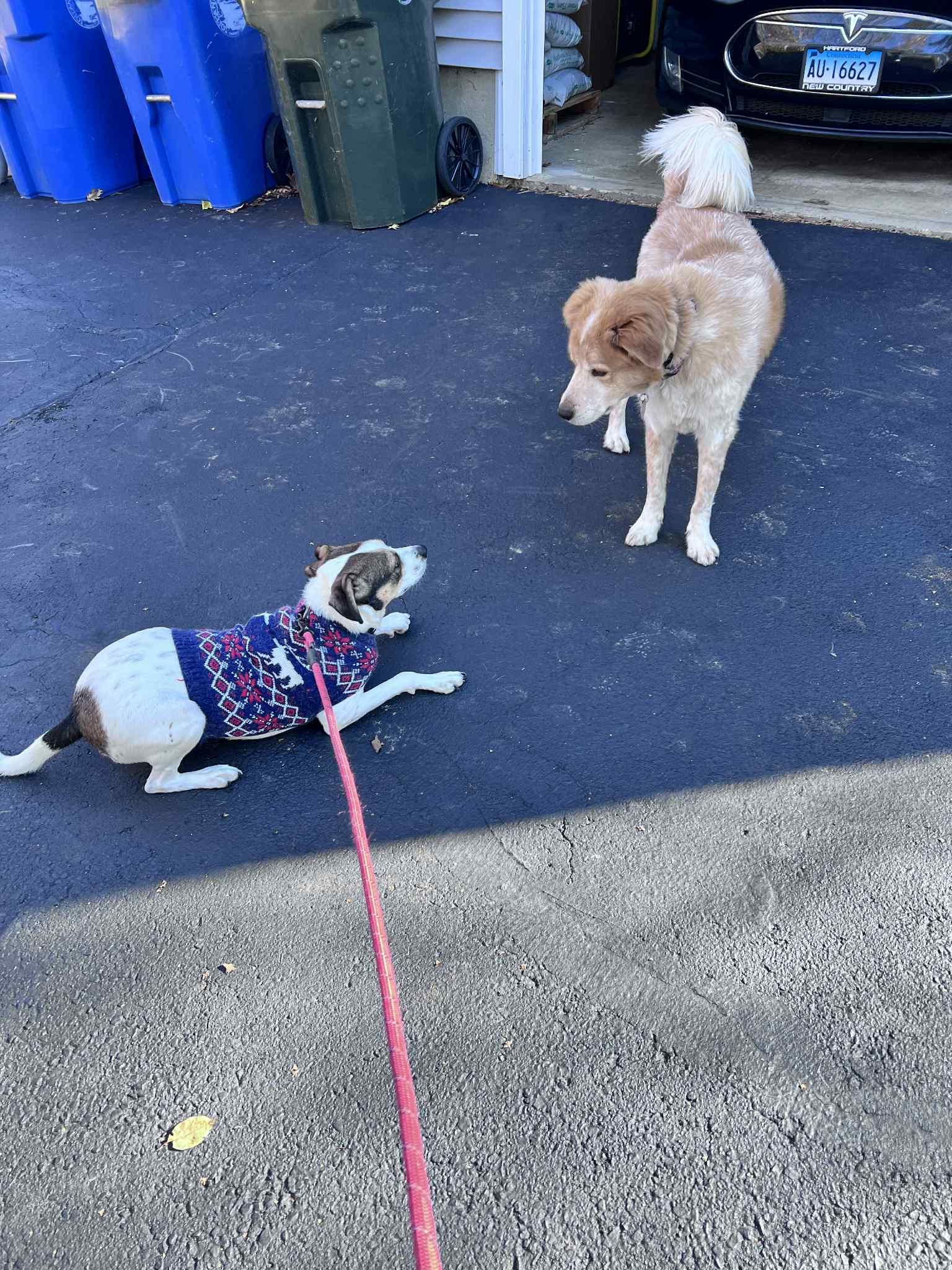 Jack, an easy pup to add to your family, a Adoptable mixed breed in Coventry, CT image 2/3