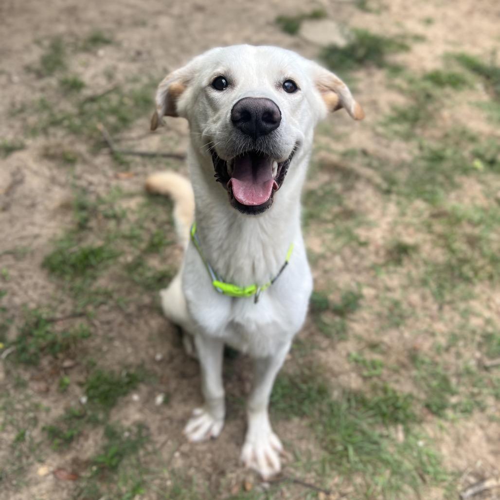 Milo, Adoptable, Adult Male Mixed Breed.