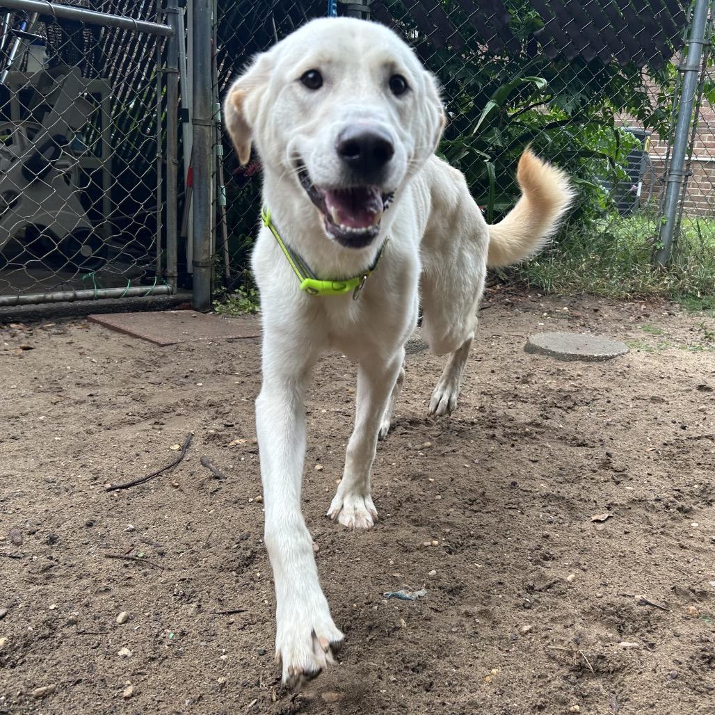 Enlarge Milo, a Adoptable Mixed Breed in Pensacola, FL image 2/5