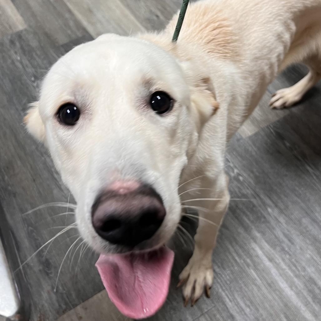 Enlarge Milo, a Adoptable Mixed Breed in Pensacola, FL image 3/5