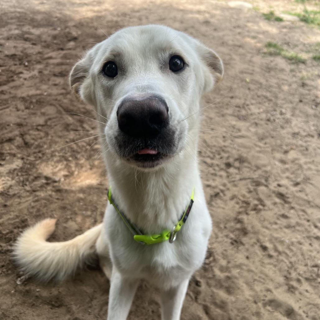 Enlarge Milo, a Adoptable Mixed Breed in Pensacola, FL image 4/5