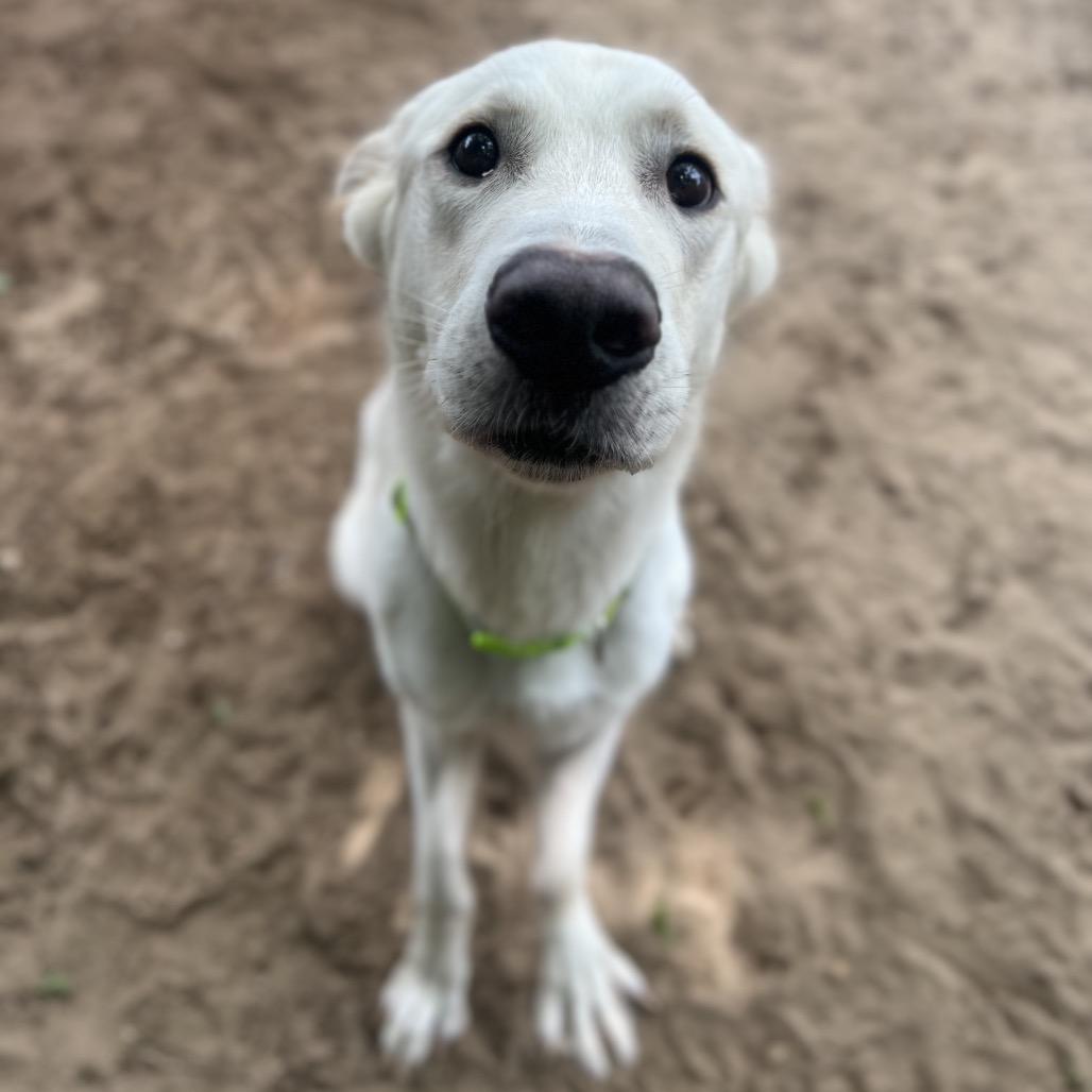 Enlarge Milo, a Adoptable Mixed Breed in Pensacola, FL image 5/5