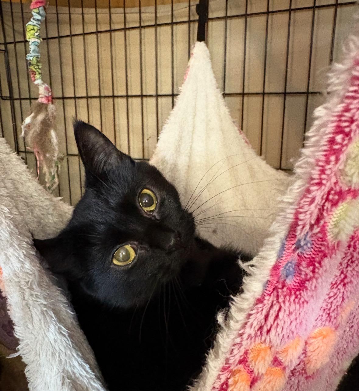 Penelope, Adoptable, Adult Female Domestic Short Hair.