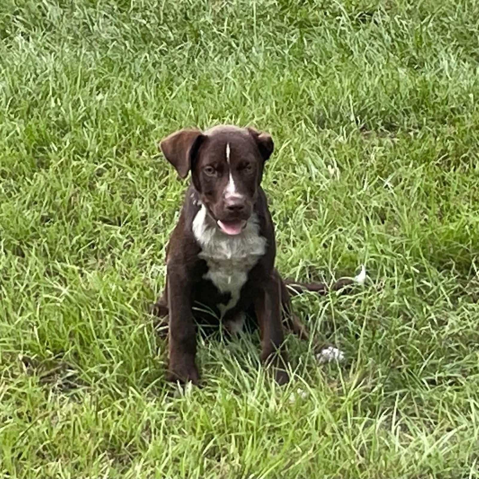 Kit Kat, Adoptable, Puppy Male Chocolate Labrador Retriever.