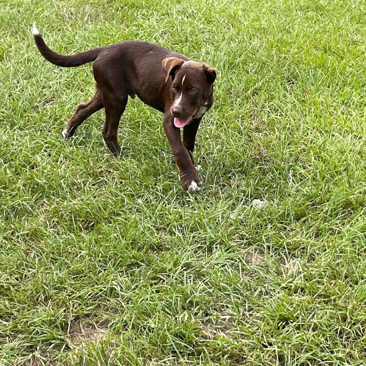Kit Kat, a Adoptable mixed breed in East Windsor , CT image 2/2