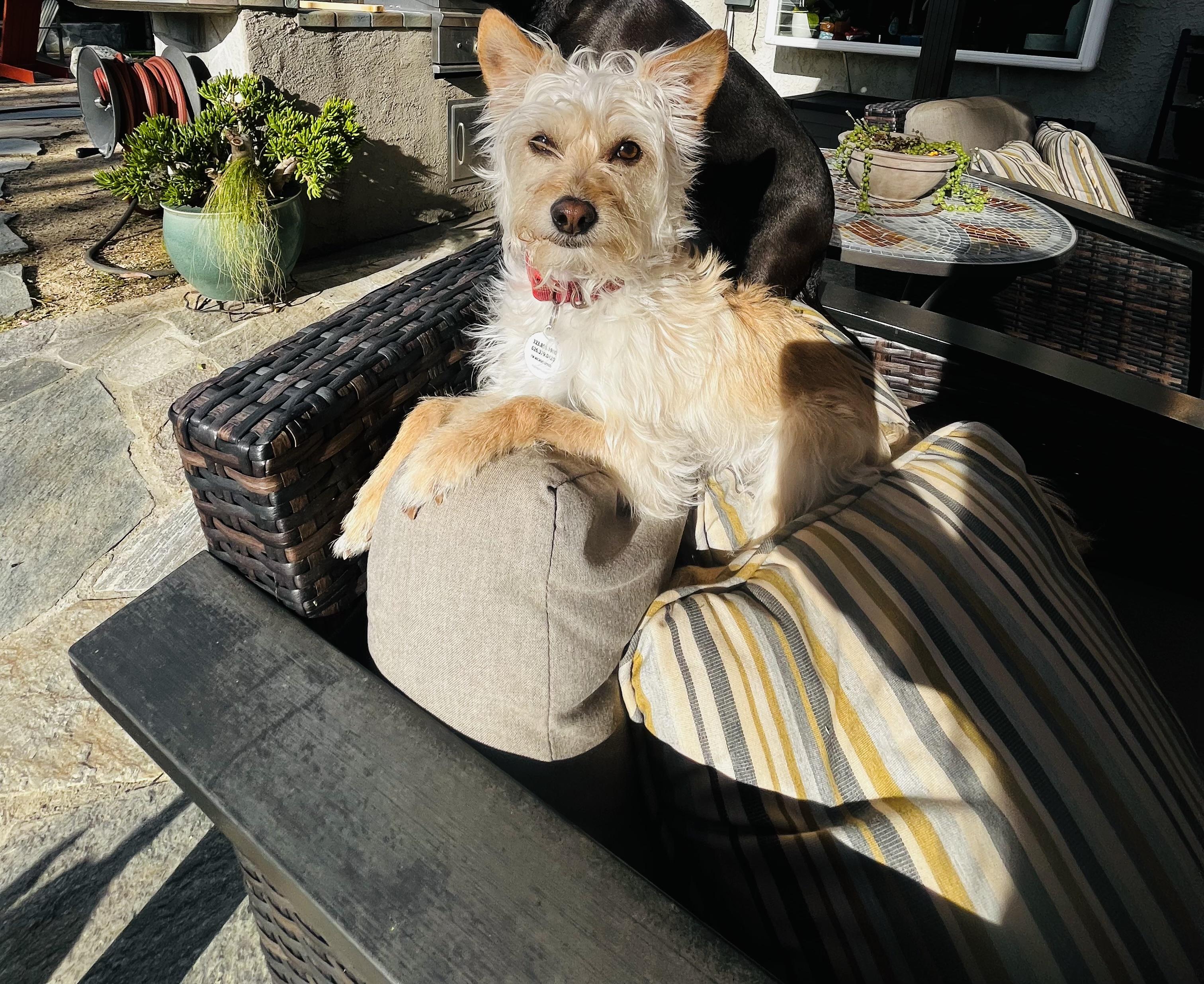 Archie