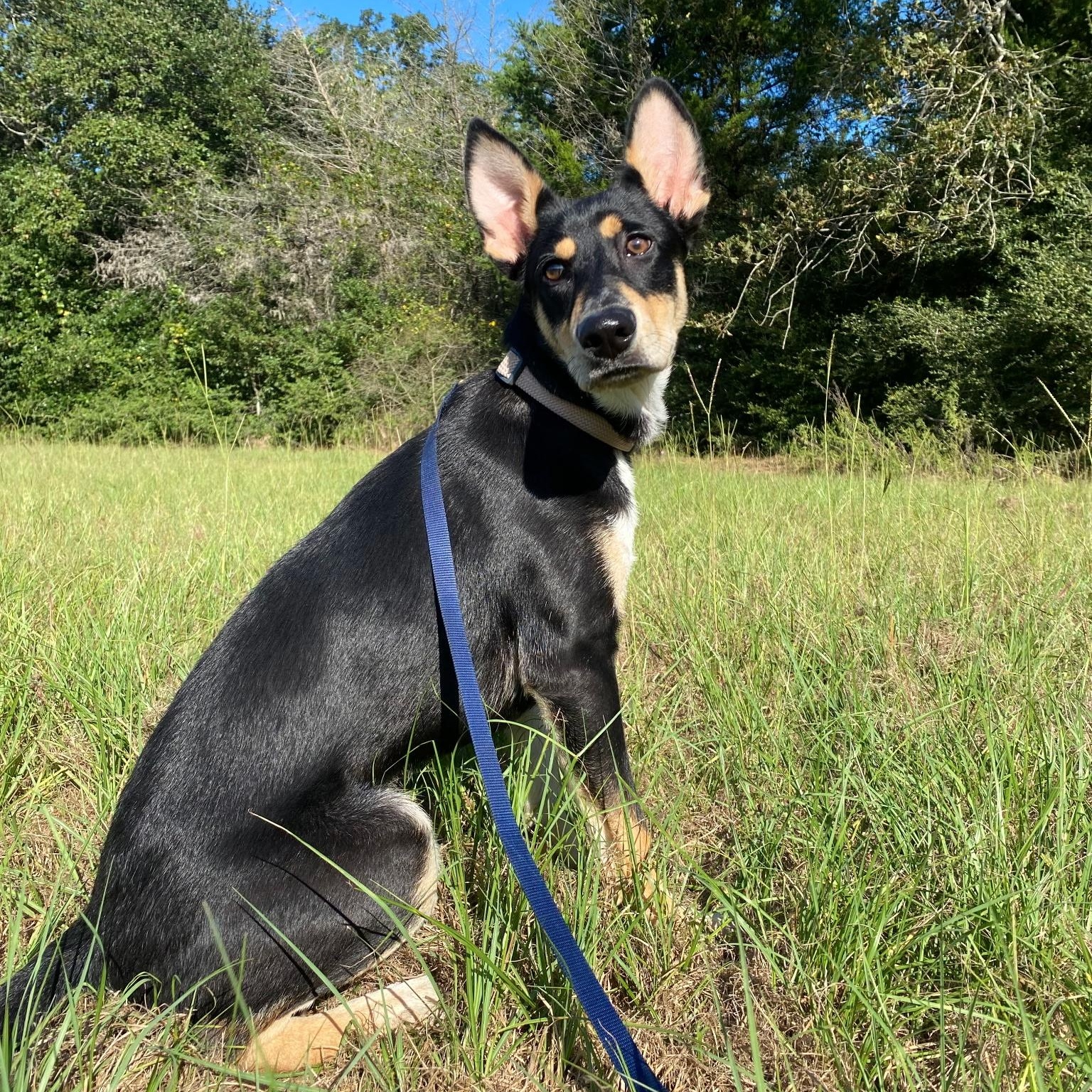 Enlarge Beetle, an adoptable mixed breed in Bryan, TX image 6/6