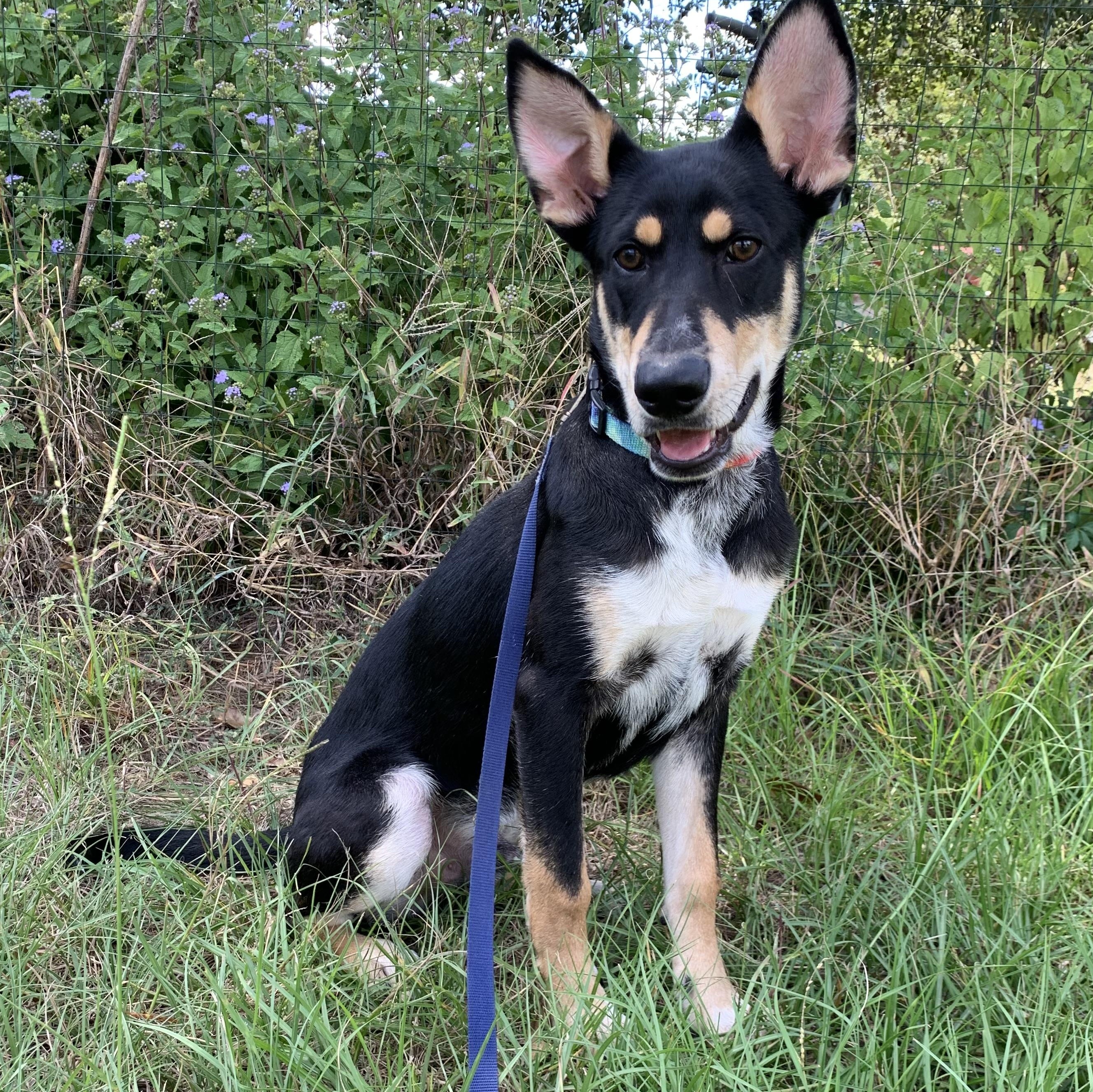 Enlarge Beetle, an adoptable mixed breed in Bryan, TX image 4/6