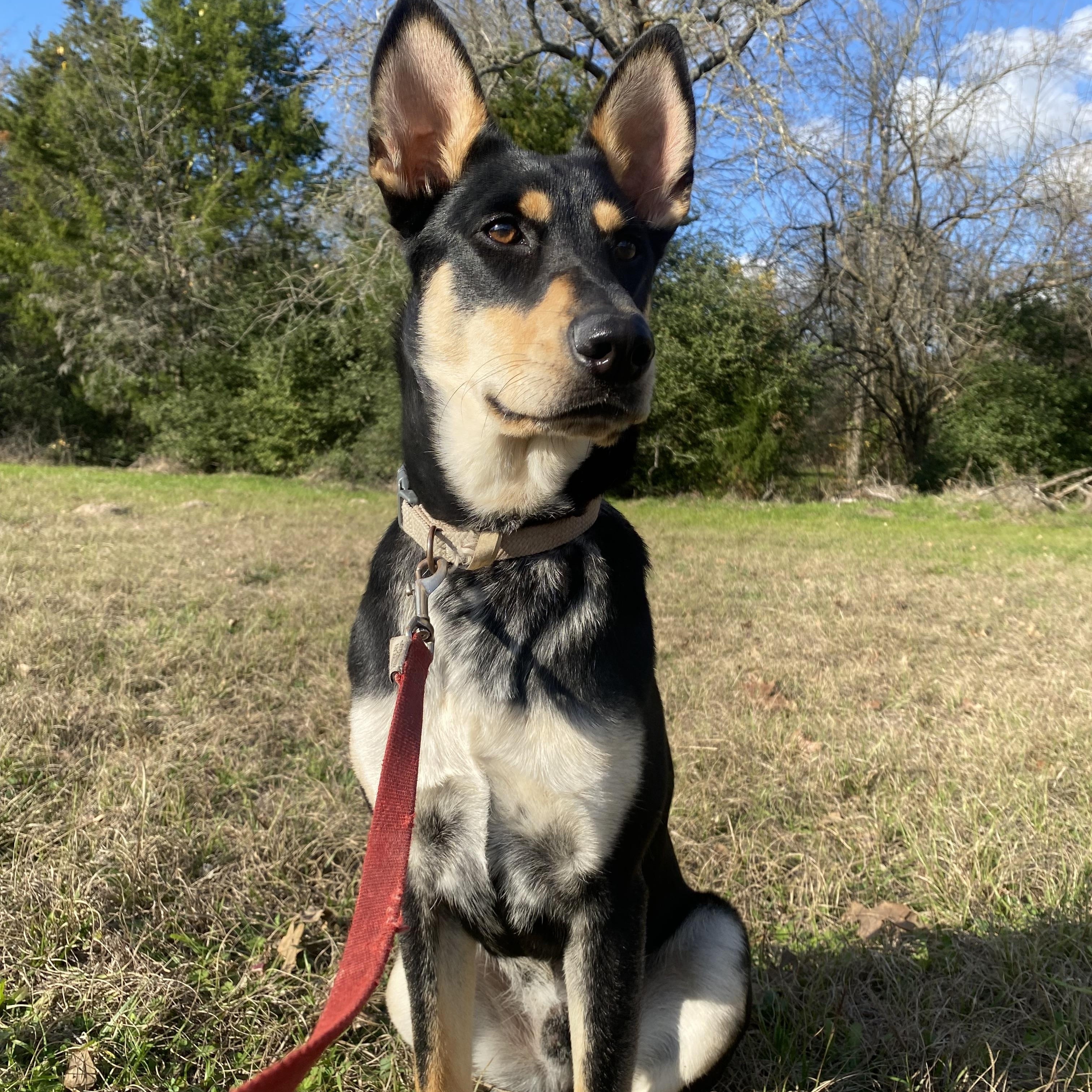 Beetle, adoptable, Puppy Male German Shepherd Dog & Mixed Breed.