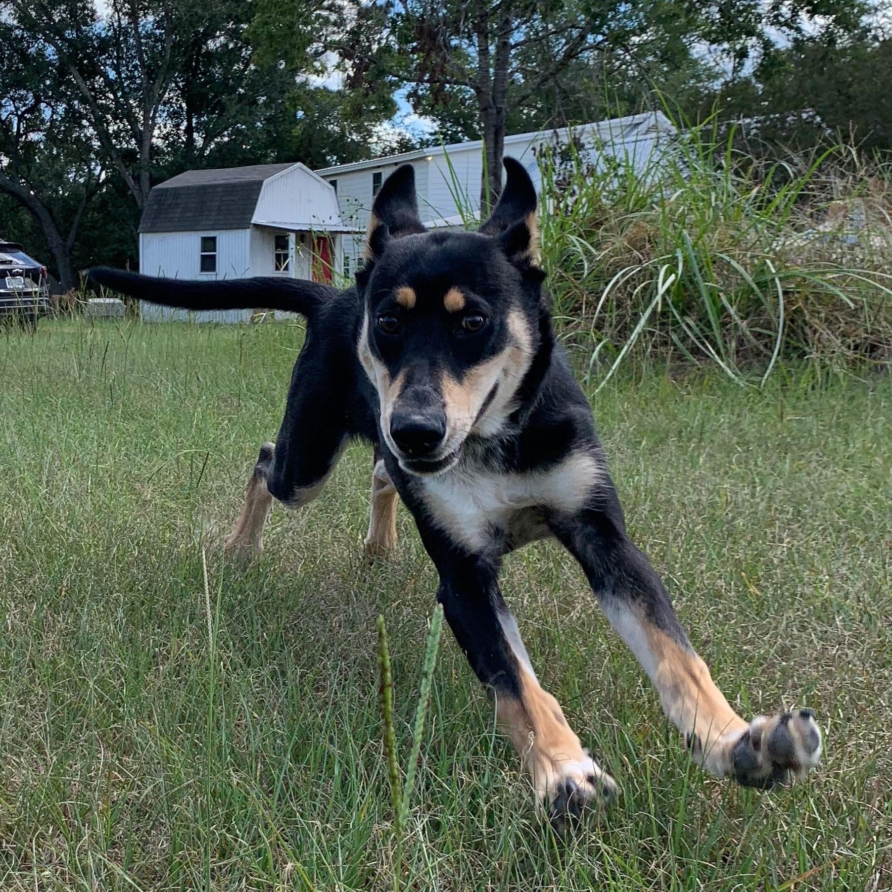 Enlarge Beetle, an adoptable mixed breed in Bryan, TX image 2/6