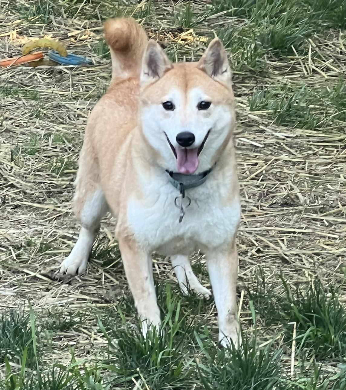 Fido, Adoptable, Adult Female Shiba Inu.