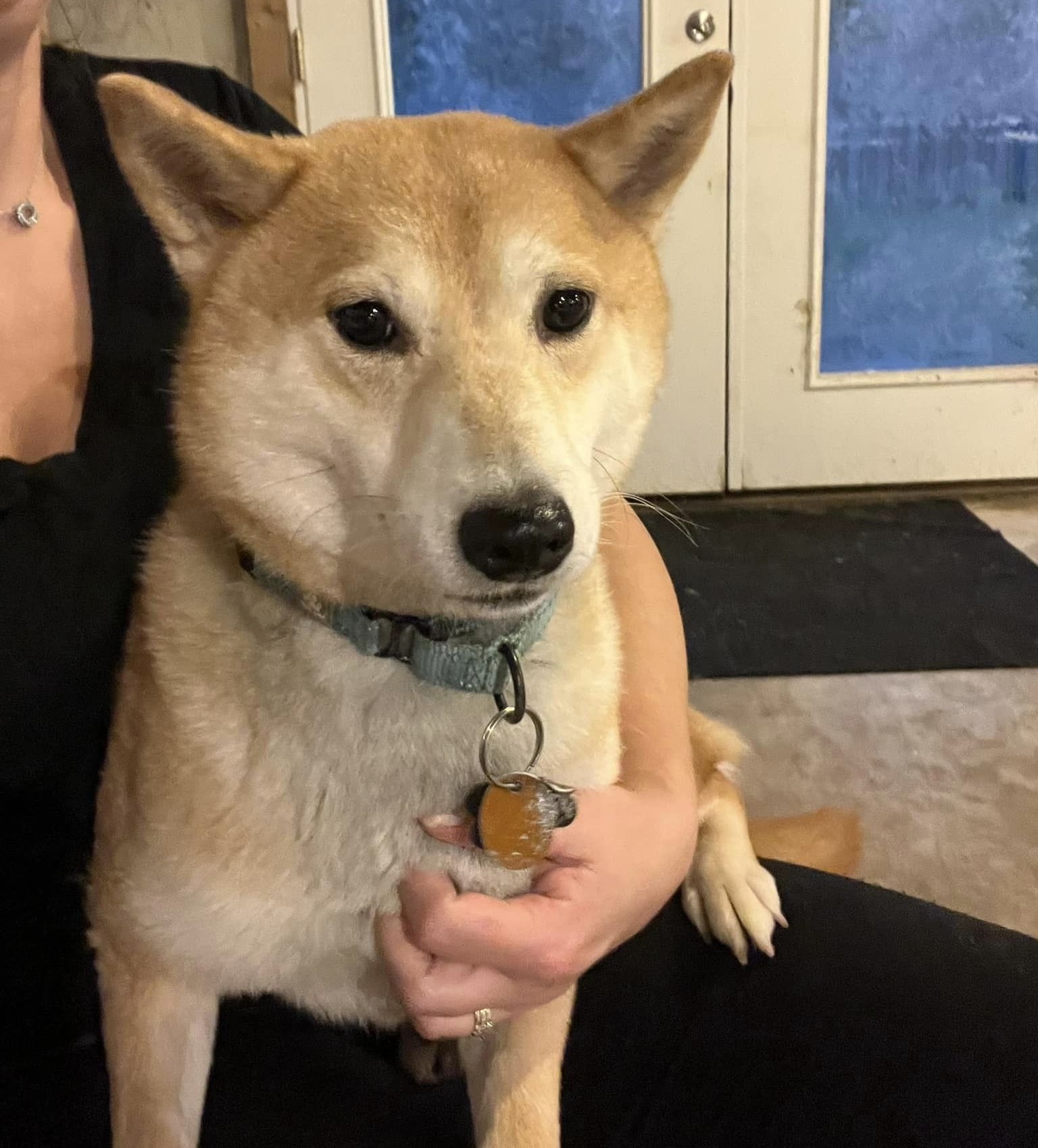 Fido, a Adoptable Shiba Inu in Jonesburg, MO image 2/6