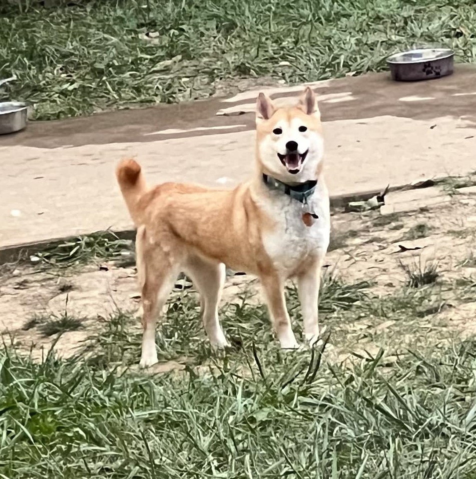 Fido, a Adoptable Shiba Inu in Jonesburg, MO image 3/6